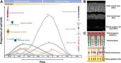 Building a Mammalian Retina: An Eye on Chromatin Structure